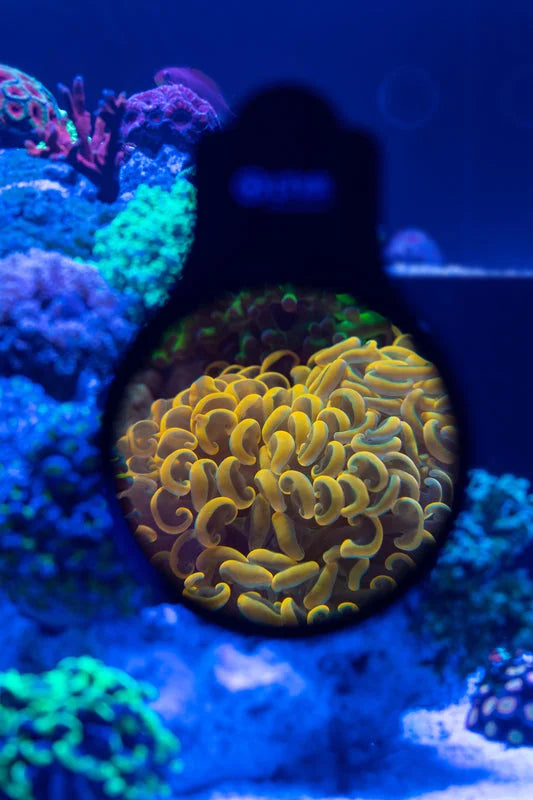 Close-up of a vibrant yellow coral in an aquarium setting with blue lighting.